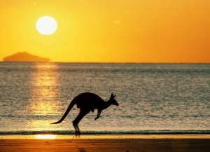 wallaby by ocean